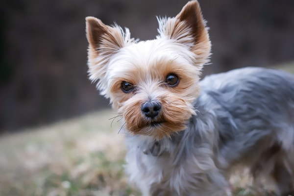 Yorkshire Terrier—a dog breed more prone to liver enzyme elevations— standing outside in the yard