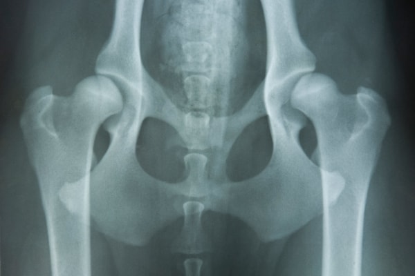 X-ray of a dog's pelvis showing bilateral hip dysplasia