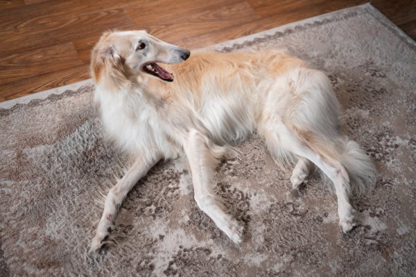 Borzoi dog with hip pain laying down on the carpet