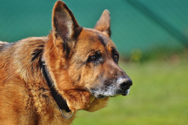 Senior German Shepherd, a large breed dog, in a grass field