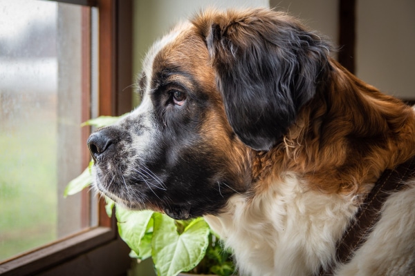 Saint Bernard looking outside the living room window