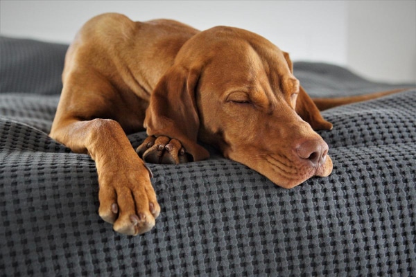 Vizsla dog resting comfortably to illustrate the importance of following post-operative instructions after a canine hip replacement surgery