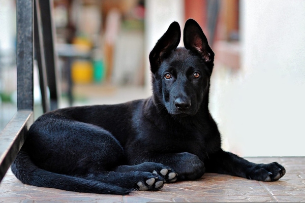 German Shepherd puppy, who may develop hip dysplasia as he grows, laying down 