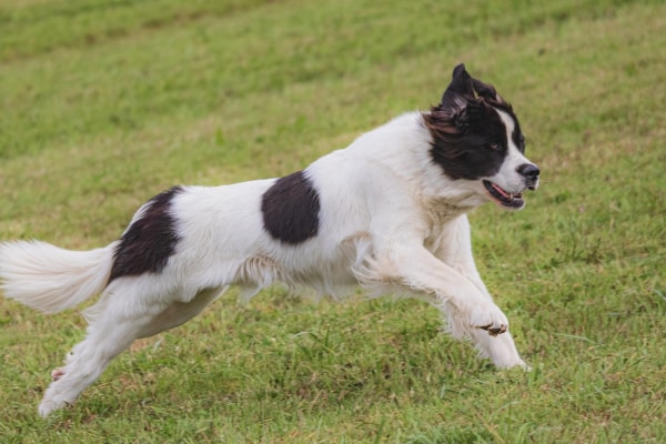 St. Bernard running in a grassy field to stay fit and help manage hip dysplasia