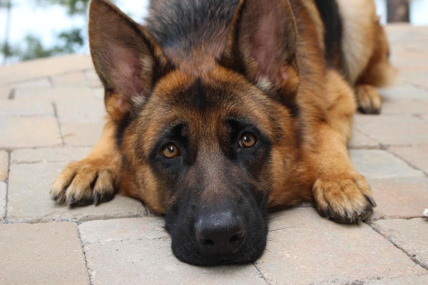 German Shepherd, predisposed to hip dysplasia, laying on the patio