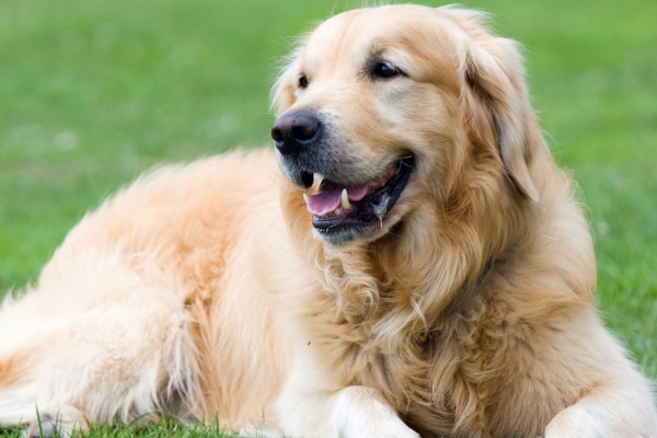 Golden Retriever with hip dysplasia, lying down in the green grass