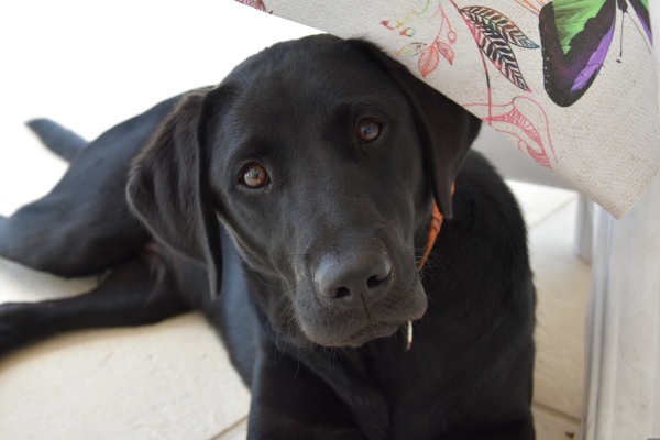 Labrador puppy lying down in the kitchen is waiting until later to neuter to reduce the risk of hip dysplasia