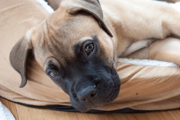 Mastiff puppy diagnosed with congenital hip dysplasia laying on a dog bed