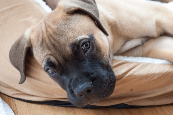 English mastiff hot sale hip dysplasia