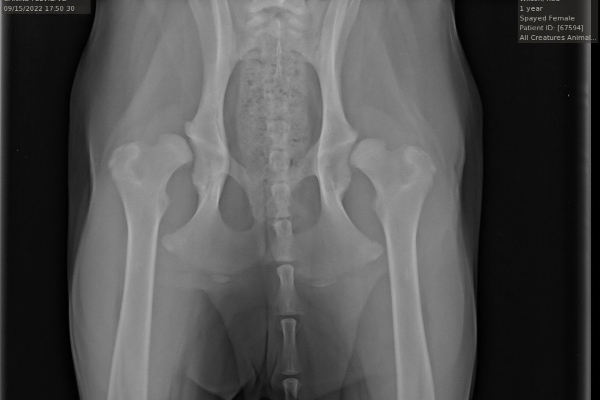 X-ray showing a dog with bilateral hip dysplasia