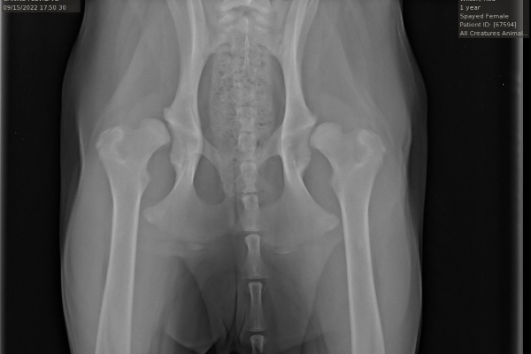 How Long Can a Dog Live with Hip Dysplasia? - Dr. Buzby's ToeGrips for Dogs