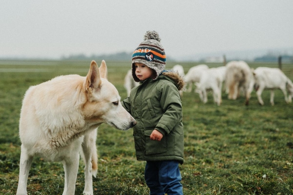 German Shepherd, a dog breed commonly affected by hip dysplasia, standing next to a young boy and a herd of sheep