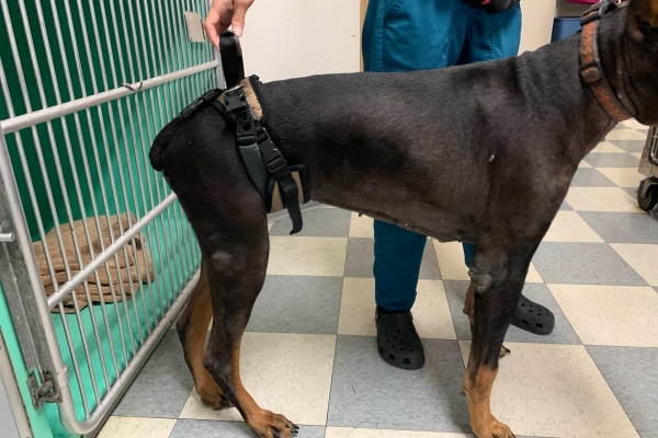 Doberman Pinscher with hip dysplasia wearing a harness around their hips to help the owner assist with their walking