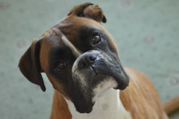 Boxer with attentive ears, tilting his head.