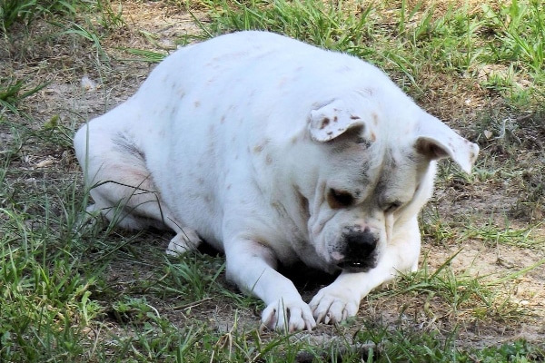 Very overweight white dog lying on green grass