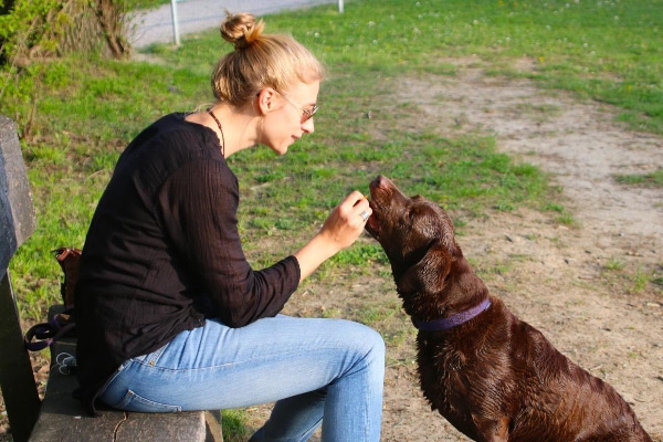 Dog mom giving her chocolate Lab a joint supplement as a way to provide hip support for dogs