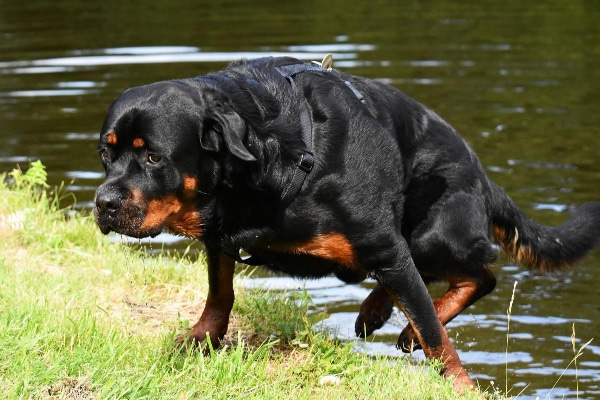 An overweight dog with a weak hind end struggling to get out of a lake as an example of needing hip support for dogs
