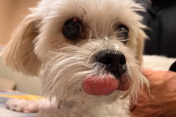 Dog with a mast cell tumor on its upper lip