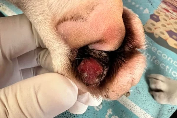 Histiocytoma on the paw pad of a dog