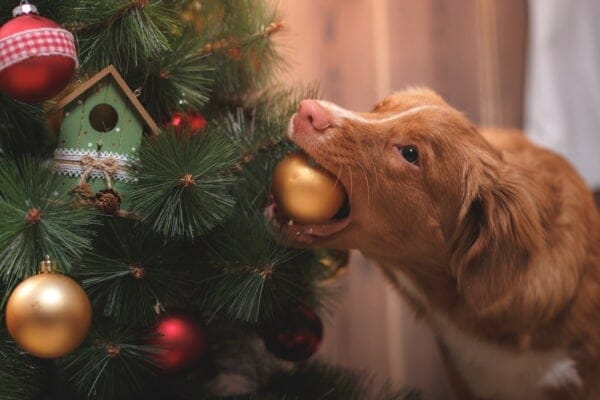 dog pulling Christmas ornament off the tree with his mouth which could be a holiday hazard for dog, photo
