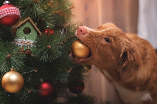 Is christmas tree hot sale poisonous to dogs