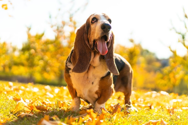 Droopy-eyed Basset Hound dog standing outside in the sunshine