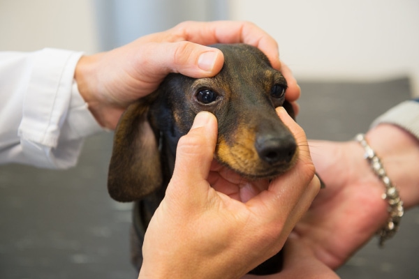 Dachshund dog having his eye examined by a vet as if checking for Horner's syndrome