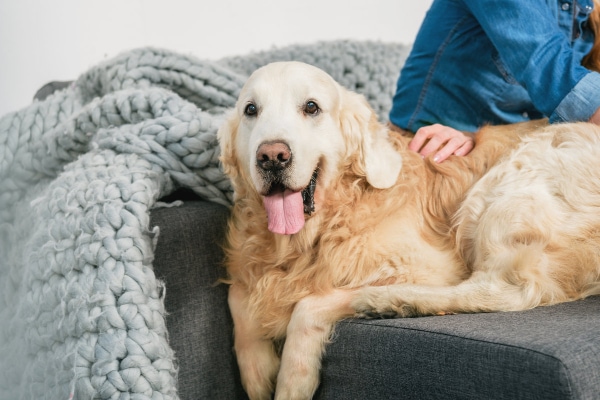 Golden Retriever laying on the couch next to his owner