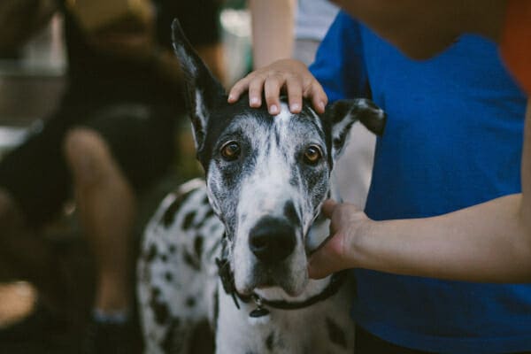 Great Dane being pet by his owners, photo