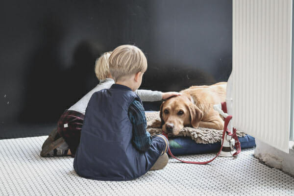 Two kids sitting next to their older yellow lab, photo