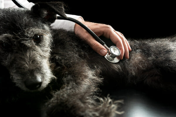 Vet using stethoscope to listen to an older dogs heart, photo