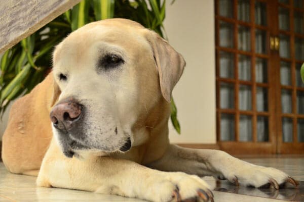 Senior yellow lab laying in the hallway, photo