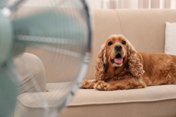 Owner cooling down a dog by placing a fan in front of the couch the dog is sitting on