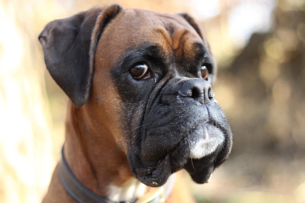 Boxer dog's face