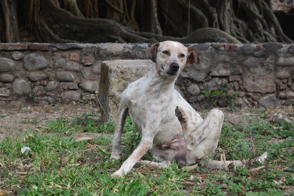 Dog sitting on the grass scratching incessantly, which may lead to a dog hot spot