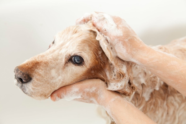 Dog getting a soothing bath, which can bring relief to a dog's hot spot