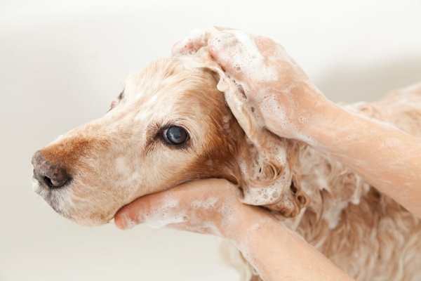 Hot spot outlet on dog's face