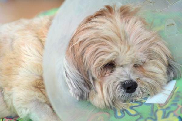 A dog with a hot spot wearing an e-collar.