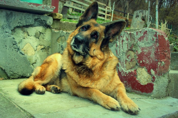 German Shepherd tilting his head to the left.