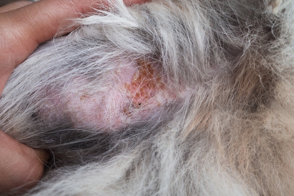 Close up of a dog's mild hot spot, which is a faint red with some hair missing