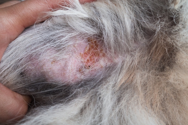 Dog Hot Spot Causes Treatment and Prevention Dr. Buzby s