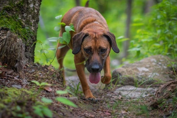 Hound mix walking in the woods sniffing the ground.