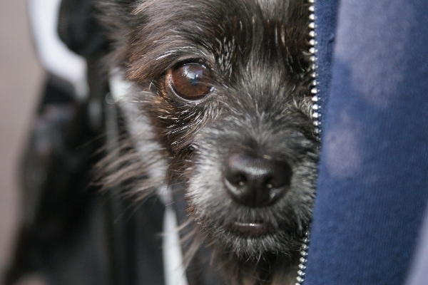 Senior Terrier mix, hiding in his owner's coat before the owner takes the dog to the vet
