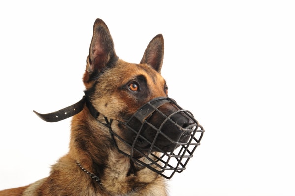 Belgian Malinois wearing a basket muzzle before a veterinary visit