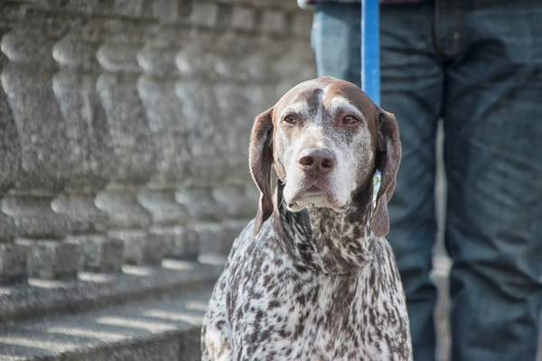 Senior German Shorthair Pointer on a bridge during a walk with his owner.