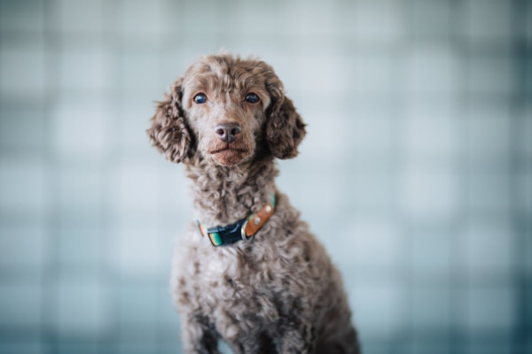 Senior Poodle sitting in front of a glass tile wall with a question expression as if asking, "how often should dogs go to the vet"