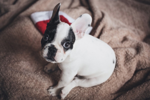 French Bulldog puppy sitting on the bed 