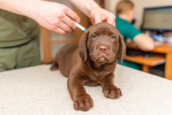 Chocolate Lab puppy getting a vaccine from a veterinarian at a puppy veterinary visit