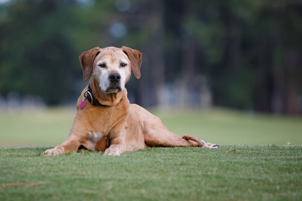 Senior Rhodesian Ridgeback lying in the grass 