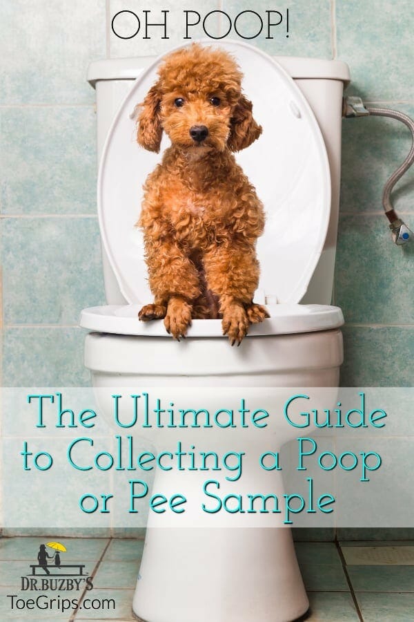 A red poodle sitting on a toilet with the title the ultimate guide to collecting a dog poop sample or a dog pee sample 